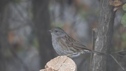 Dunnock