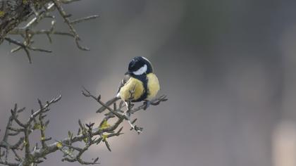 Great Tit