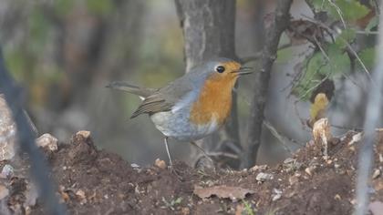 European Robin