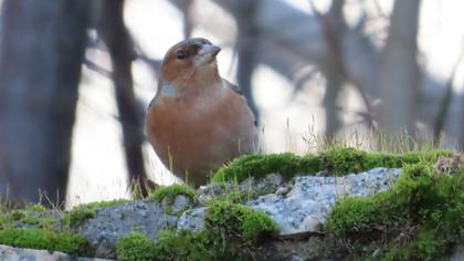 Common Chaffinch
