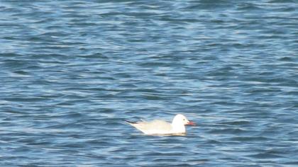 Slender-billed Gull