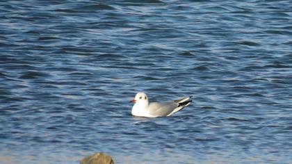 Black-headed Gull