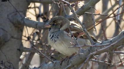 House Sparrow