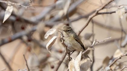 Common Chiffchaff