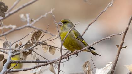 European Greenfinch
