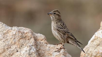 Rock Sparrow
