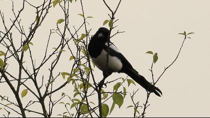 Eurasian Magpie