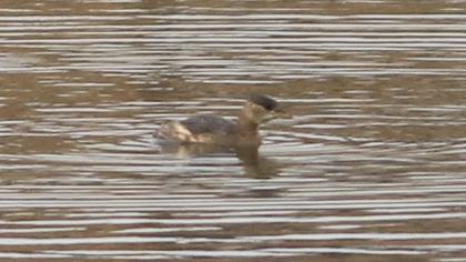 Little Grebe
