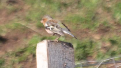 Common Chaffinch