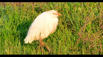 Western Cattle Egret