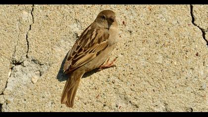 House Sparrow