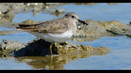 Temminck`s Stint