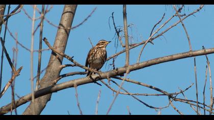 Redwing