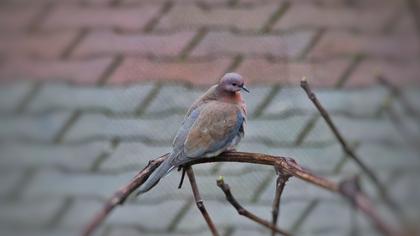 Laughing Dove