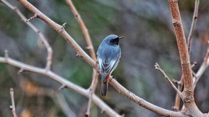Black Redstart