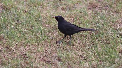 Common Blackbird