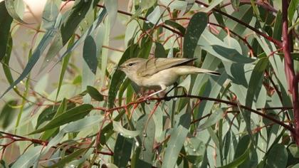 Common Chiffchaff