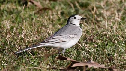 White Wagtail