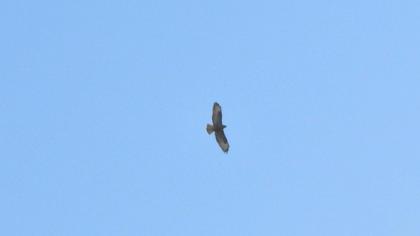 Common Buzzard