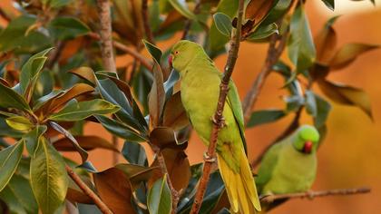 Rose-ringed Parakeet