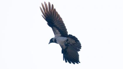 Hooded Crow