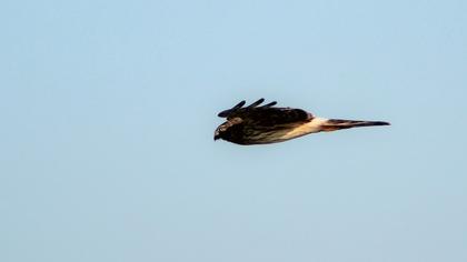 Hen Harrier