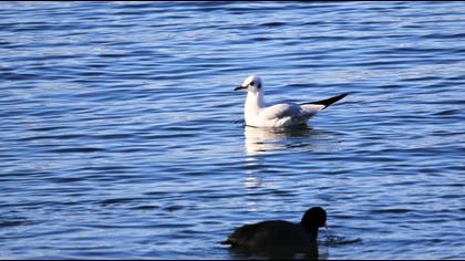 Black-headed Gull