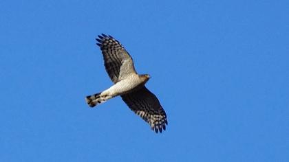 Eurasian Sparrowhawk