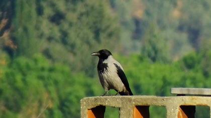Hooded Crow
