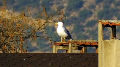 Yellow-legged Gull