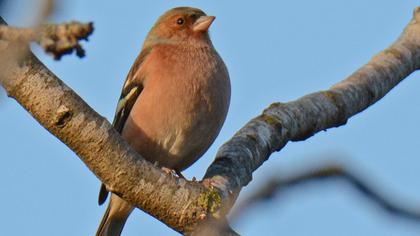 Common Chaffinch