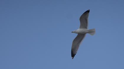 Yellow-legged Gull