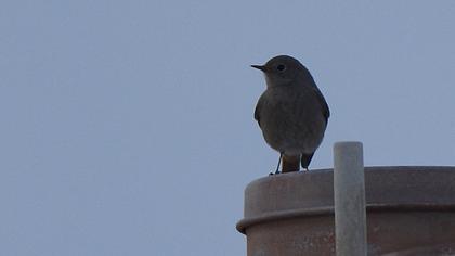Black Redstart