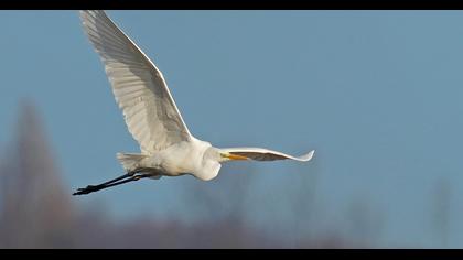 Great Egret