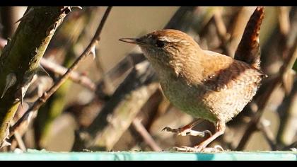 Eurasian Wren