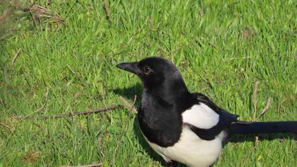 Eurasian Magpie