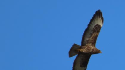 Common Buzzard