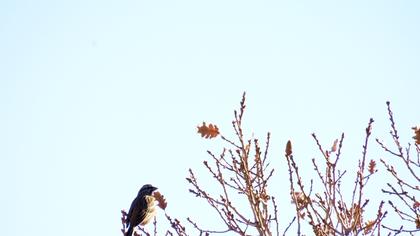 Rock Bunting