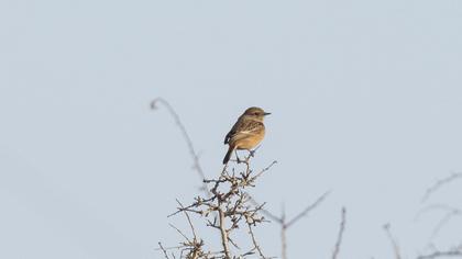 European Stonechat