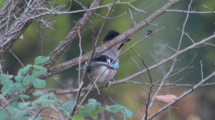 Eurasian Jay