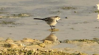 White Wagtail