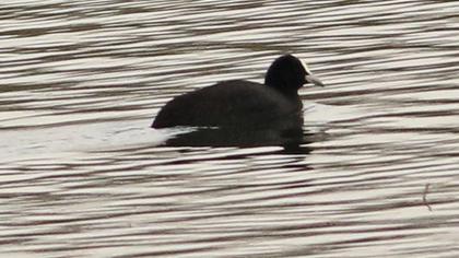 Eurasian Coot