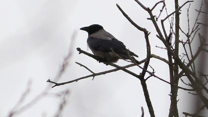 Hooded Crow