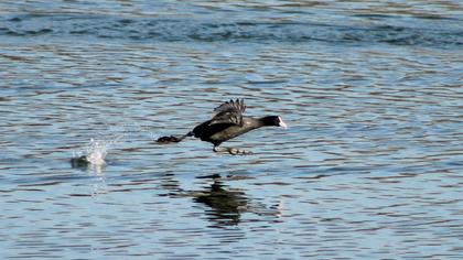 Eurasian Coot