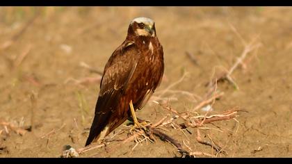 Western Marsh Harrier