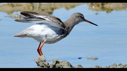 Common Redshank