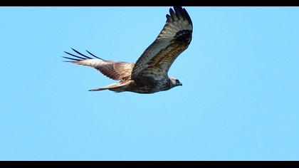Long-legged Buzzard