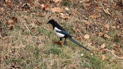 Eurasian Magpie