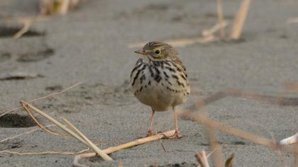 Meadow Pipit
