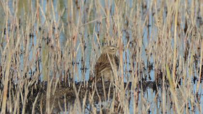 Water Pipit